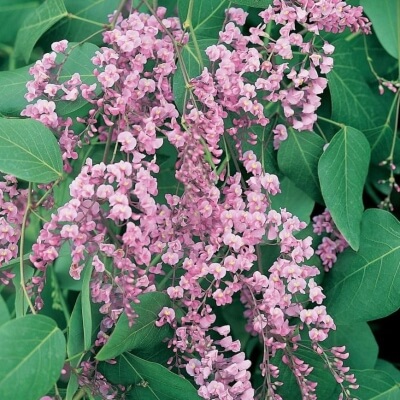 Hardenbergia violacea ‘Pink Fizz' is a fast-growing climber with leathery dark green leaves and produces masses of pink flowers from winter to spring