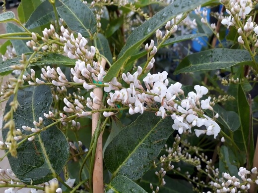 Hardenbergia violacea ‘Alba’ grows to around 1.2 m in height, has dark glossy leaves with white pea shaped flowers in spring