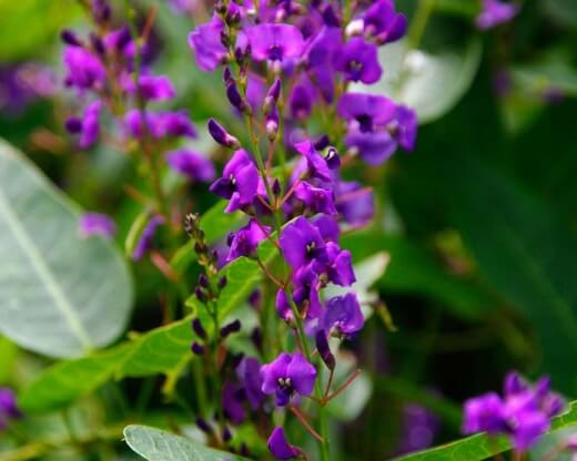 Hardenbergia violacea ‘Bushy Blue' is a low shrub growing to about 60cm x 60cm