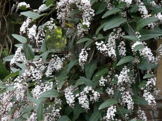 Hardenbergia violacea ‘Free-n-Easy' is a vigorous climber, with dark green leaves and long, lacy white flowers with hints of lavender