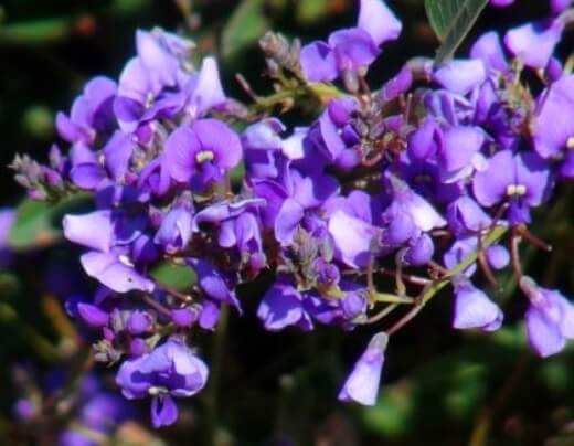 Hardenbergia violacea ‘Mini Haha' has smaller leaves than the other cultivars