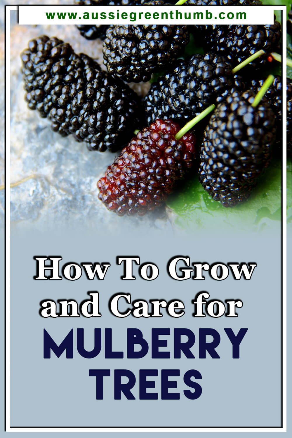 How To Grow and Care for Mulberry Trees