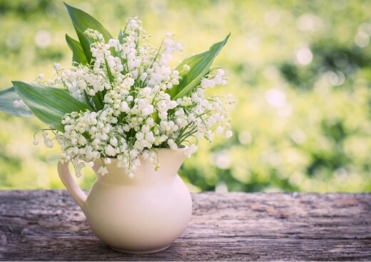 How to Care for Lily of the Valley