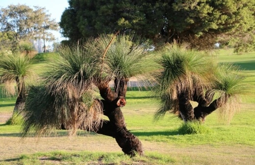 How to Grow Grass Trees