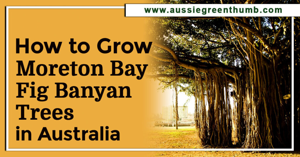 How to Grow Moreton Bay Fig Banyan Trees in Australia