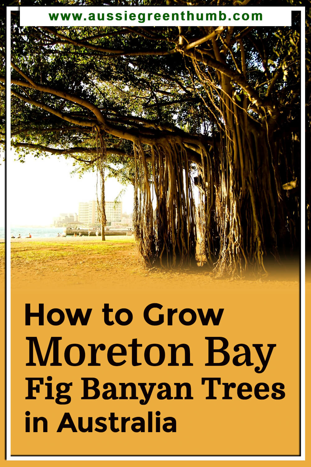 How to Grow Moreton Bay Fig Banyan Trees in Australia
