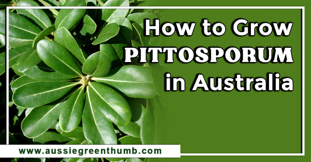 How to Grow Pittosporum in Australia