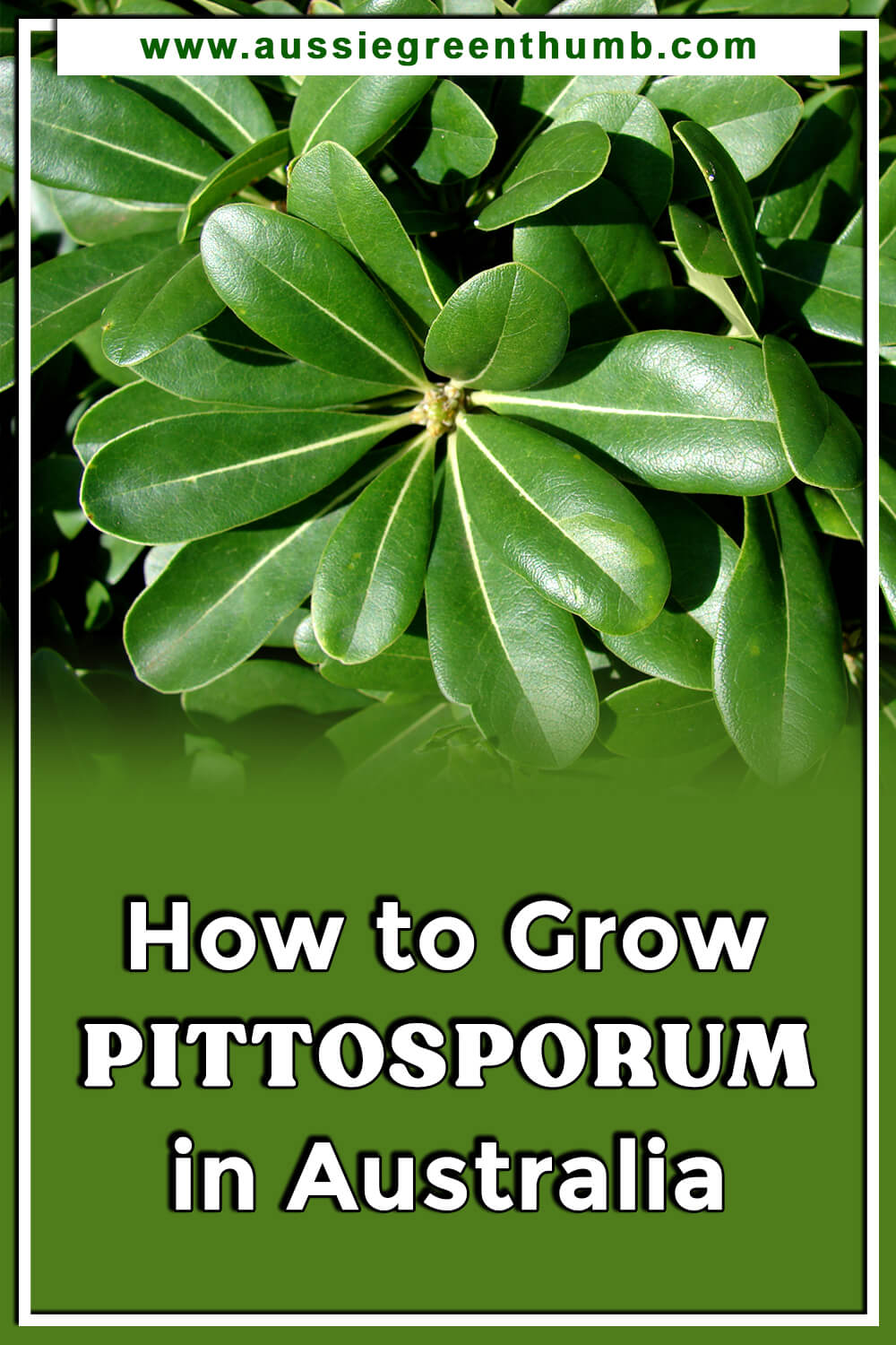 How to Grow Pittosporum in Australia