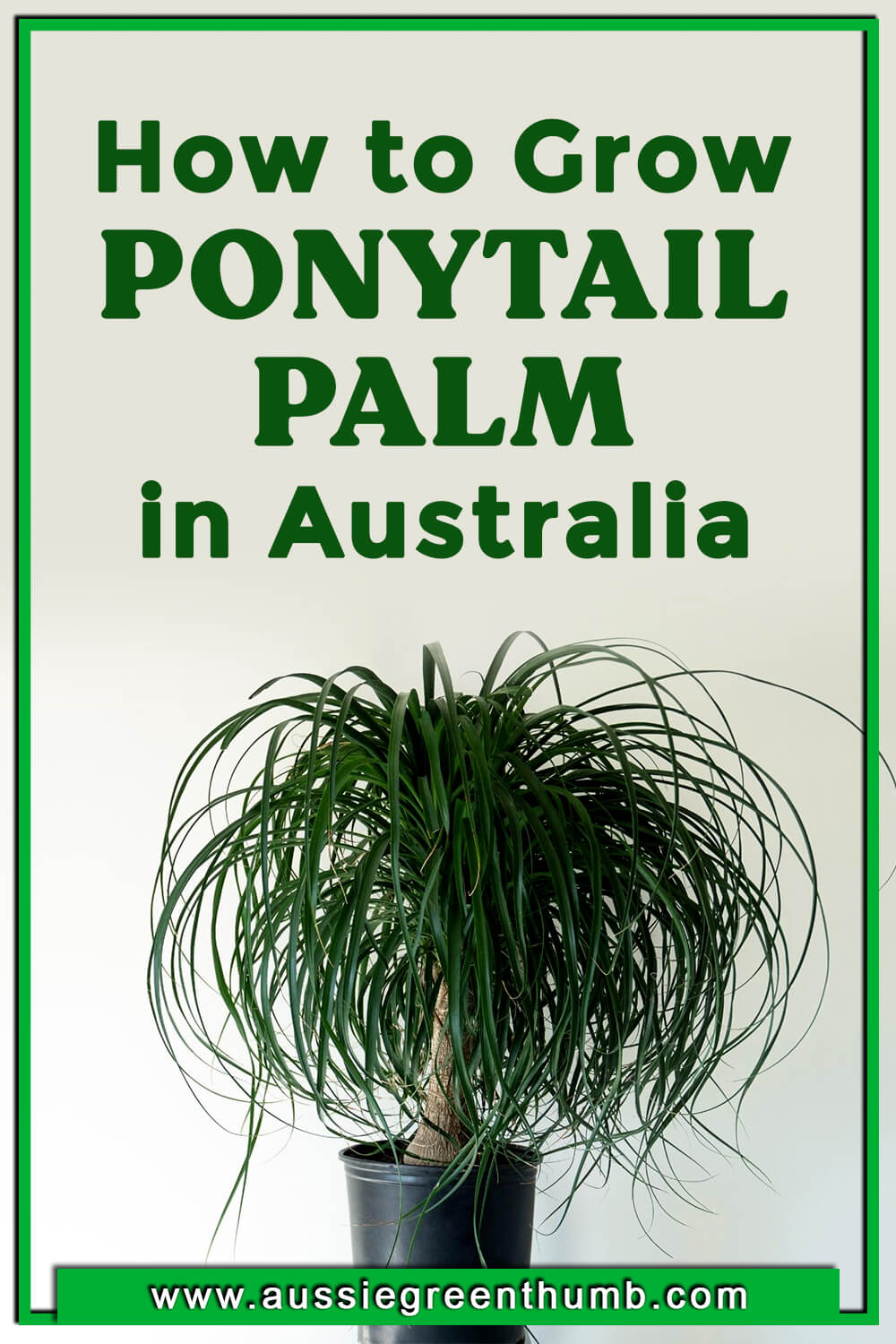 How to Grow Ponytail Palm in Australia