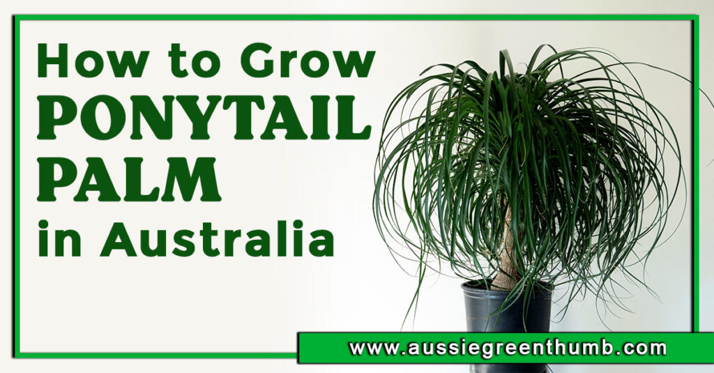 How to Grow Ponytail Palm in Australia