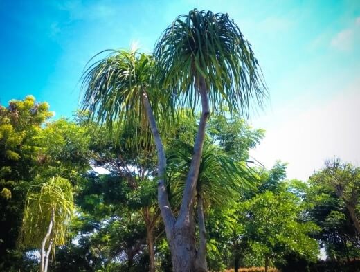 How to Grow Ponytail Palm