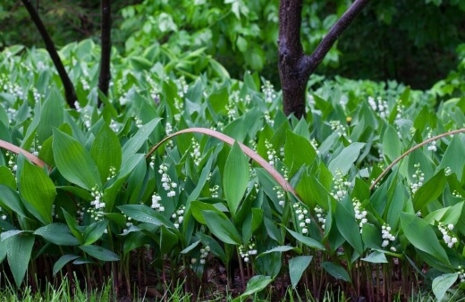 How to Propagate Lily of the Valley