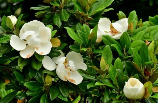 How to Propagate Magnolia Grandiflora