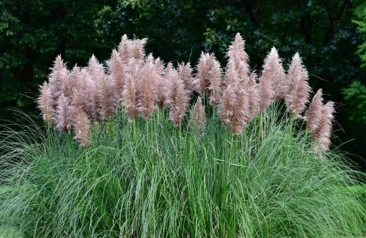 How to Propagate Pampas Grass