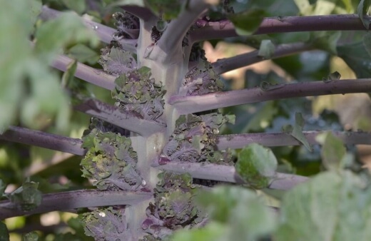 Kalettes' loose, fluffy leaf forms hold sauces beautifully