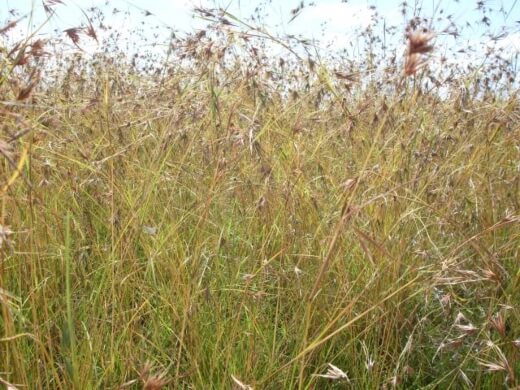 Kangaroo grass is called red grass, red oat grass and rooigras