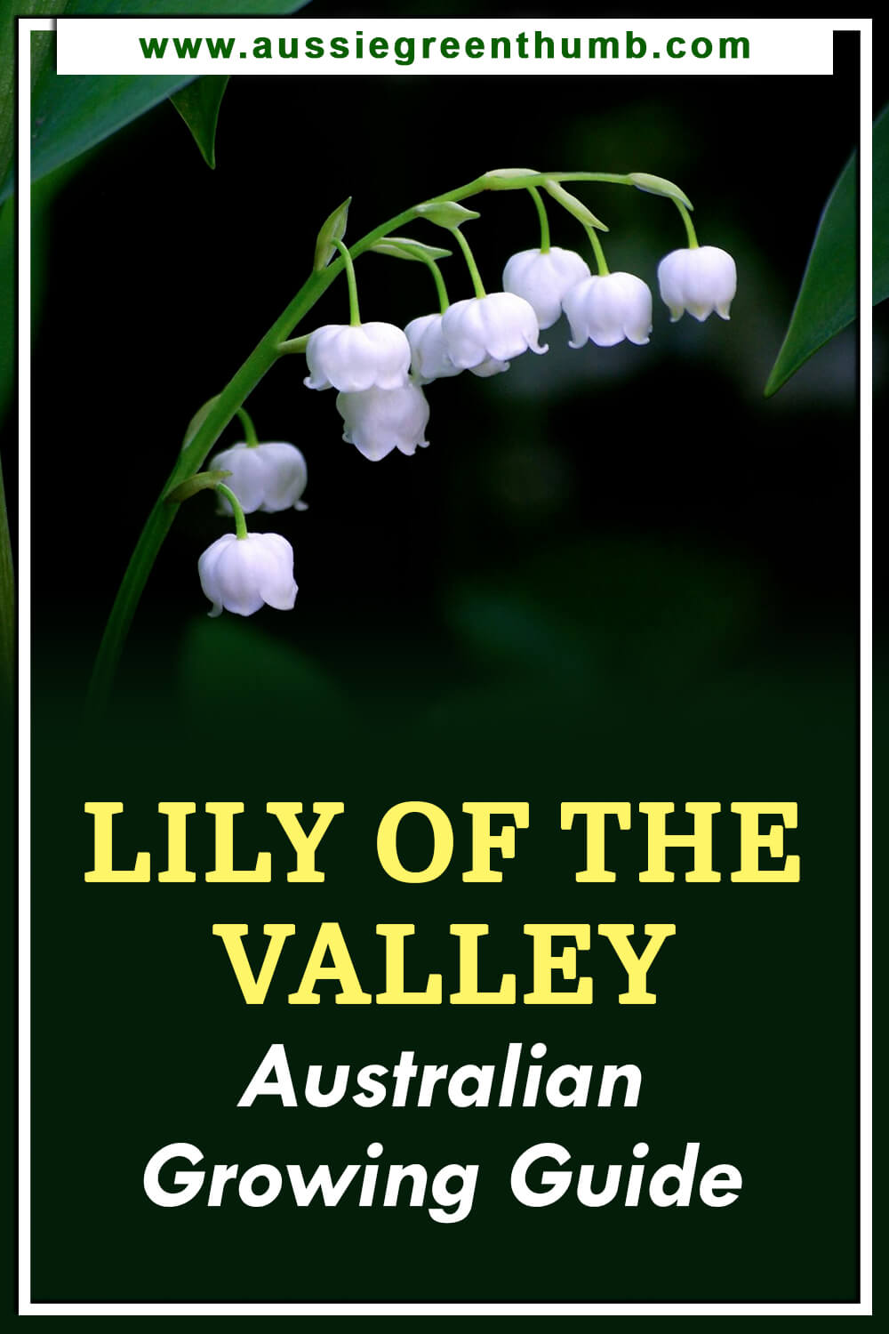 Lily of the Valley Australian Growing Guide