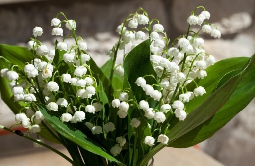 Lily of the Valley is perfect for shady gardens, being able to easily spread using its underground stems called rhizomes