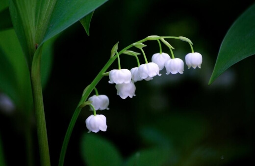 Lily of the valley can live for decades in cool climates, elevating gardens with their beautiful sweetly-scented flowers each spring