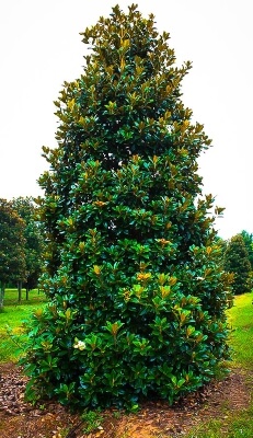 Magnolia grandiflora (Southern Magnolia) Growing Guide