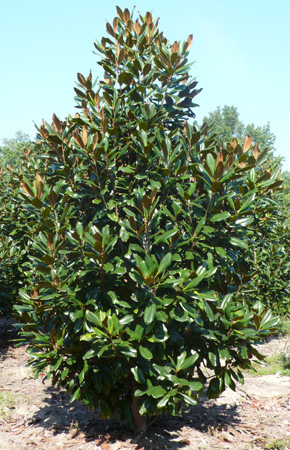 Magnolia grandiflora 'Edith Bogue' grows in a pyramid shape and can reach a height of up to 9 metres