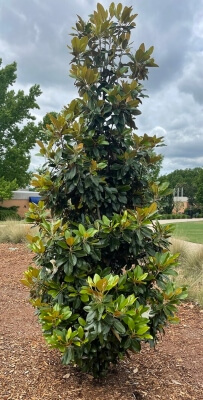 Magnolia grandiflora 'Hasse' grows in a column shape and can reach a height of 12 metres