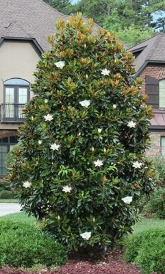 Magnolia grandiflora 'Little Gem' is a dwarf magnolia and is one of the smaller varieties