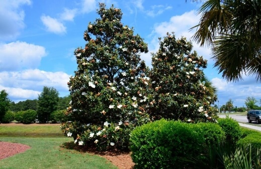 Magnolia grandiflora is evergreen and grows in a shape like a pyramid
