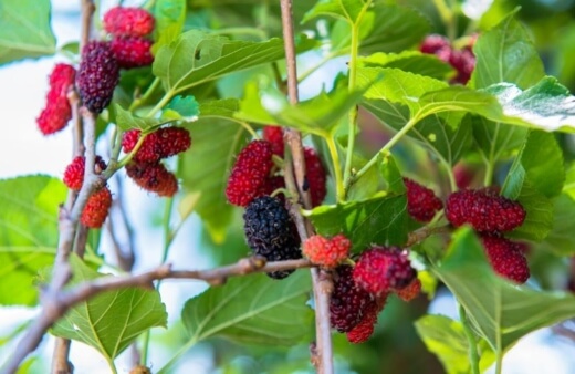 Mulberries are known for their taste and texture