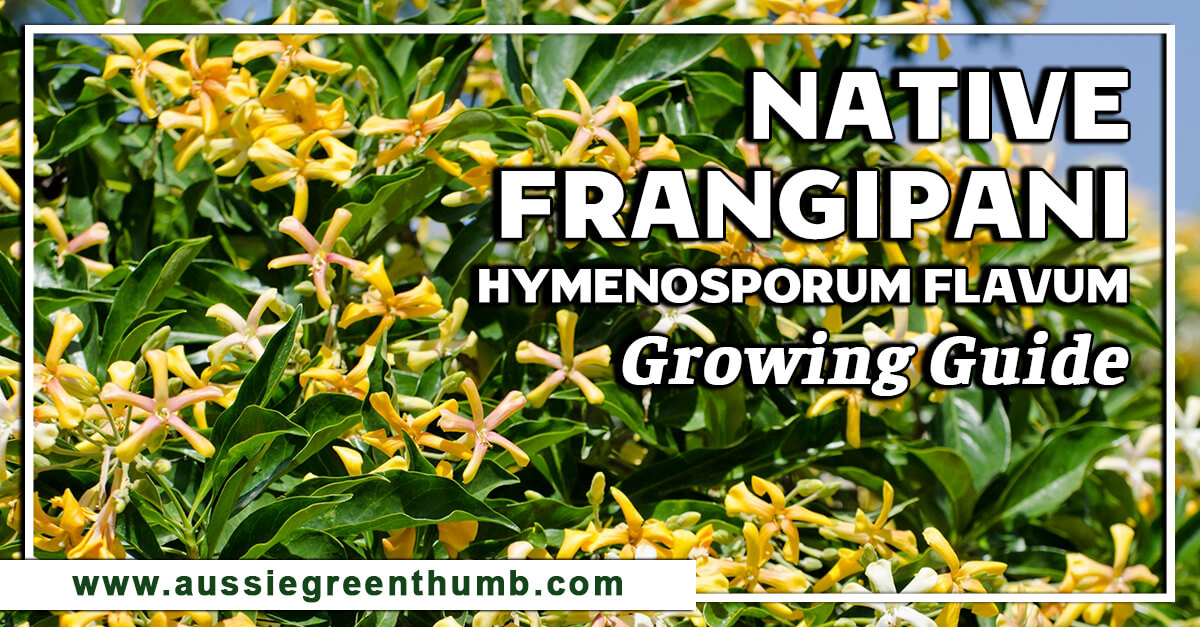 Native Frangipani – Hymenosporum Flavum Growing Guide