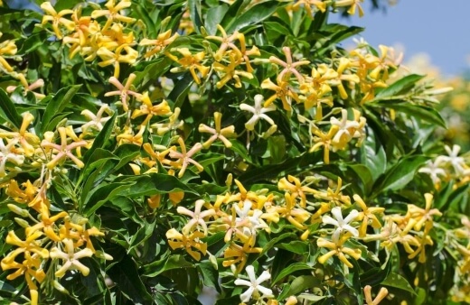 Native Frangipani is native to Queensland, New South Wales and New Guinea