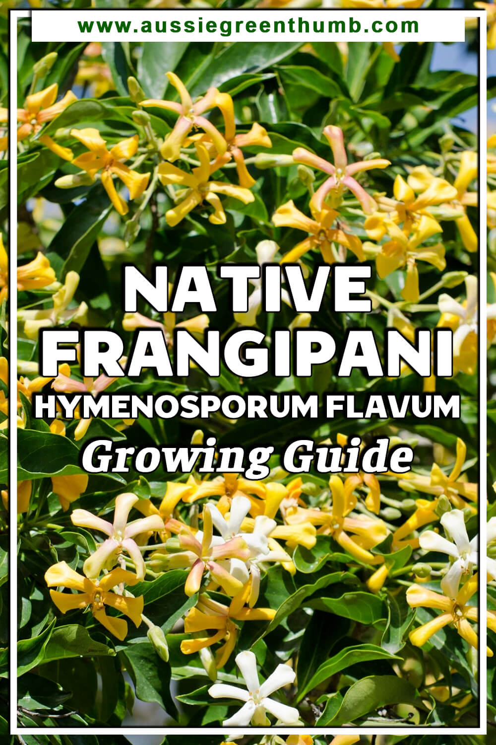 Native Frangipani – Hymenosporum Flavum Growing Guide