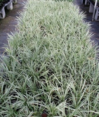 Ophiopogon intermedians 'Alba Variegata' has completely white leaves when grown in the sun, but when grown in the shade it produces green leaves with a white edge