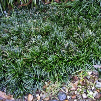 Ophiopogon japonicus 'Kyoto Dwarf' is a miniature which spreads to form a dense carpet of dark green leaves, with spikes of lilac flowers
