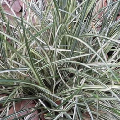 Ophiopogon japonicus 'Silver Mist' has narrow dark green leaves with fine white variegations, and pale lavender flowers