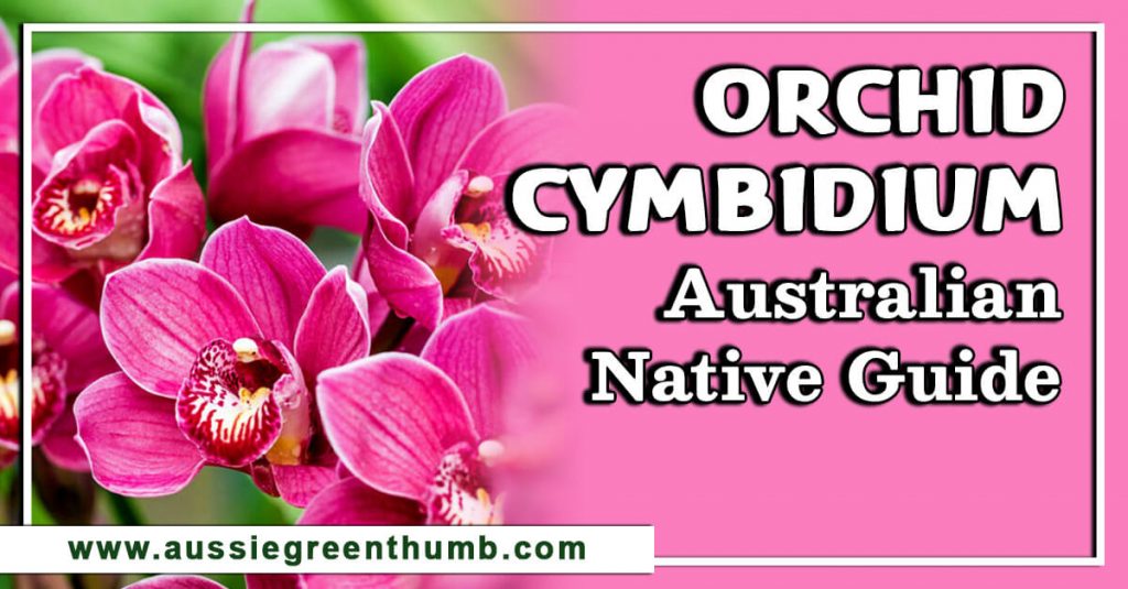 Orchid Cymbidium Australian Native Guide