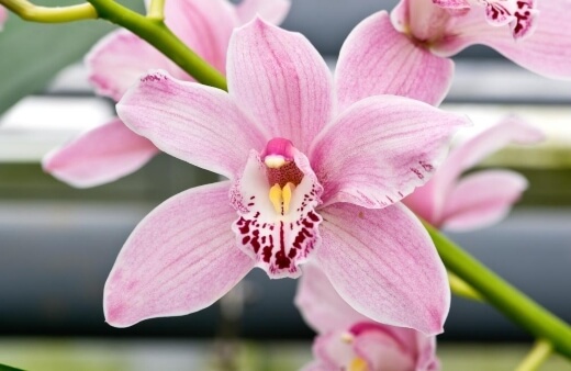 Orchid Cymbidium Care Guide