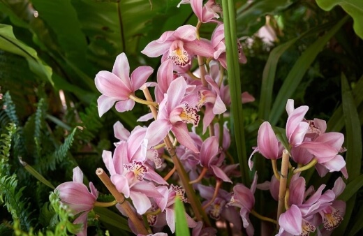 Orchid Cymbidium also known as boat orchids