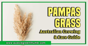 Pampas Grass Australian Growing and Care Guide