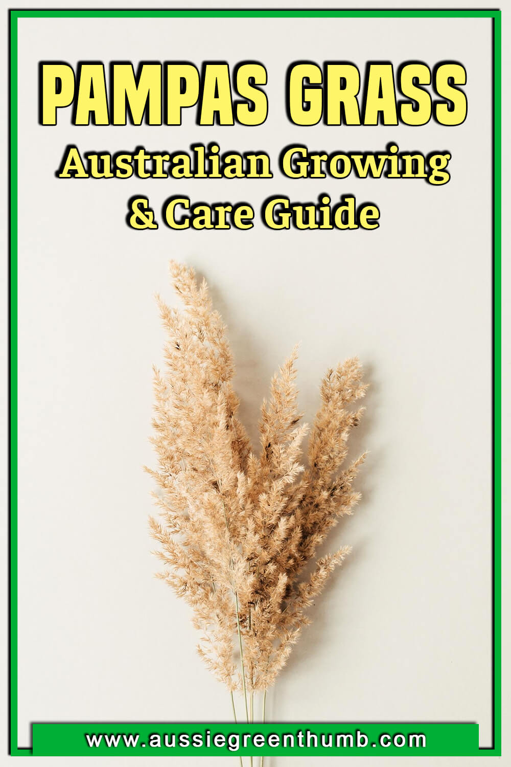Pampas Grass Australian Growing and Care Guide