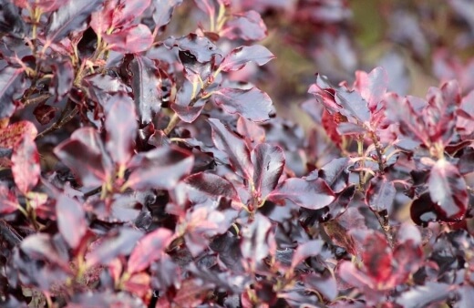 Pittosporum tenuifolium Tom Thumb are perfect for outdoor spaces and look incredible in pots, pruned into neat domes