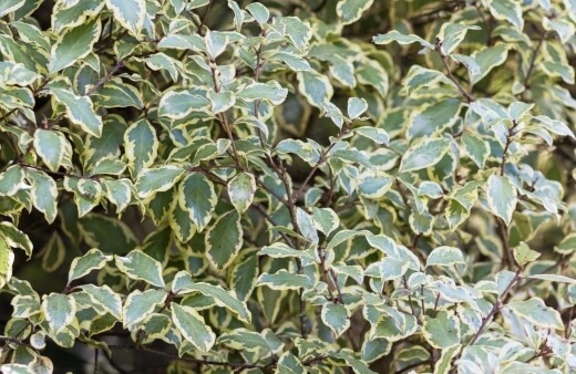 Pittosporum tenuifolium Variegatum is the most common pittosporum in Australia