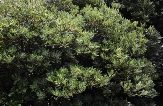 Pittosporum tenuifolium is perfect for creating a tall hedge fast