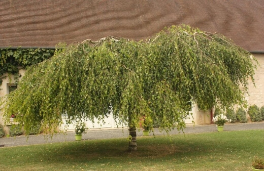 Prunus Betula ‘Youngii’ or Young's weeping birch, is a beautiful tiny tree