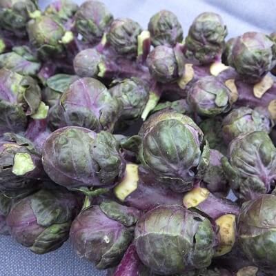 Redarling brussels sprouts' deep purple leaves, stems and sprouts put most pests off
