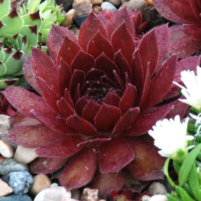 Sempervivum Cherry Berry forms a rosette that starts off green with a red centre and then becomes a darker red rosette when the weather becomes warmer