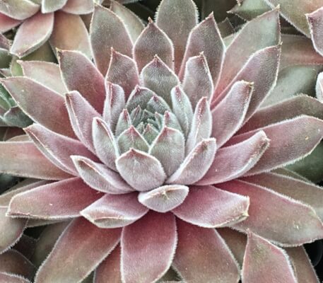 Sempervivum Silver Suede is covered with a fine fuzz
