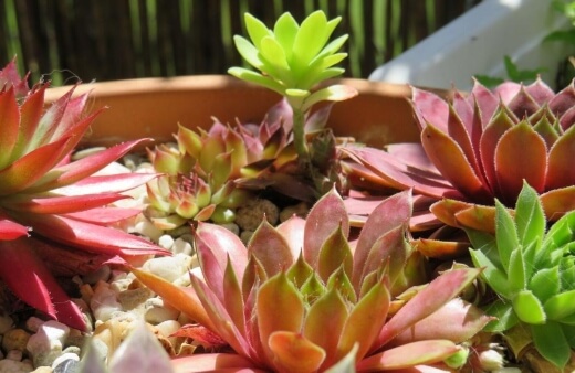 Sempervivum is also called hen and chicks and it creates a mat effect as it grows