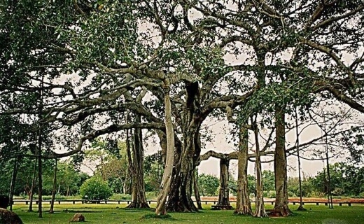 Thimmamma Marrimanu is the world’s largest tree canopy