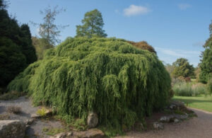 8 Beautiful Weeping Trees To Grow In Your Garden